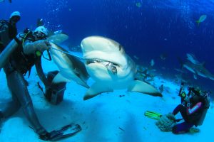 Haitauchgang, Bahamas, Sharkfeeder, Michael Krüger, Stuart Cove, Karibikguide + USA