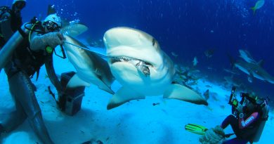 Haitauchgang, Bahamas, Sharkfeeder, Michael Krüger, Stuart Cove, Karibikguide + USA