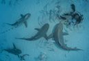 A dive master hand feeds bull sharks during the shark´s winter migration, Playa del Carmen, Mexico