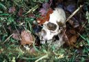 A human skull in the grass is buried under autumn leaves. Fake skull close - up