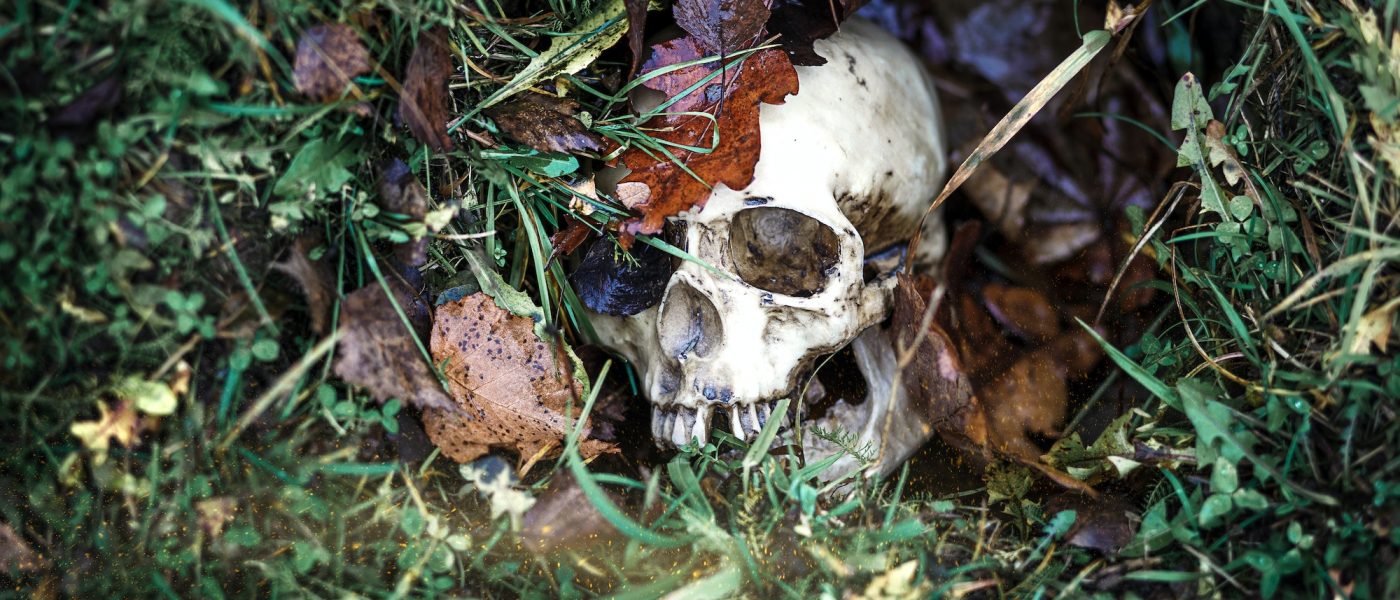 A human skull in the grass is buried under autumn leaves. Fake skull close - up