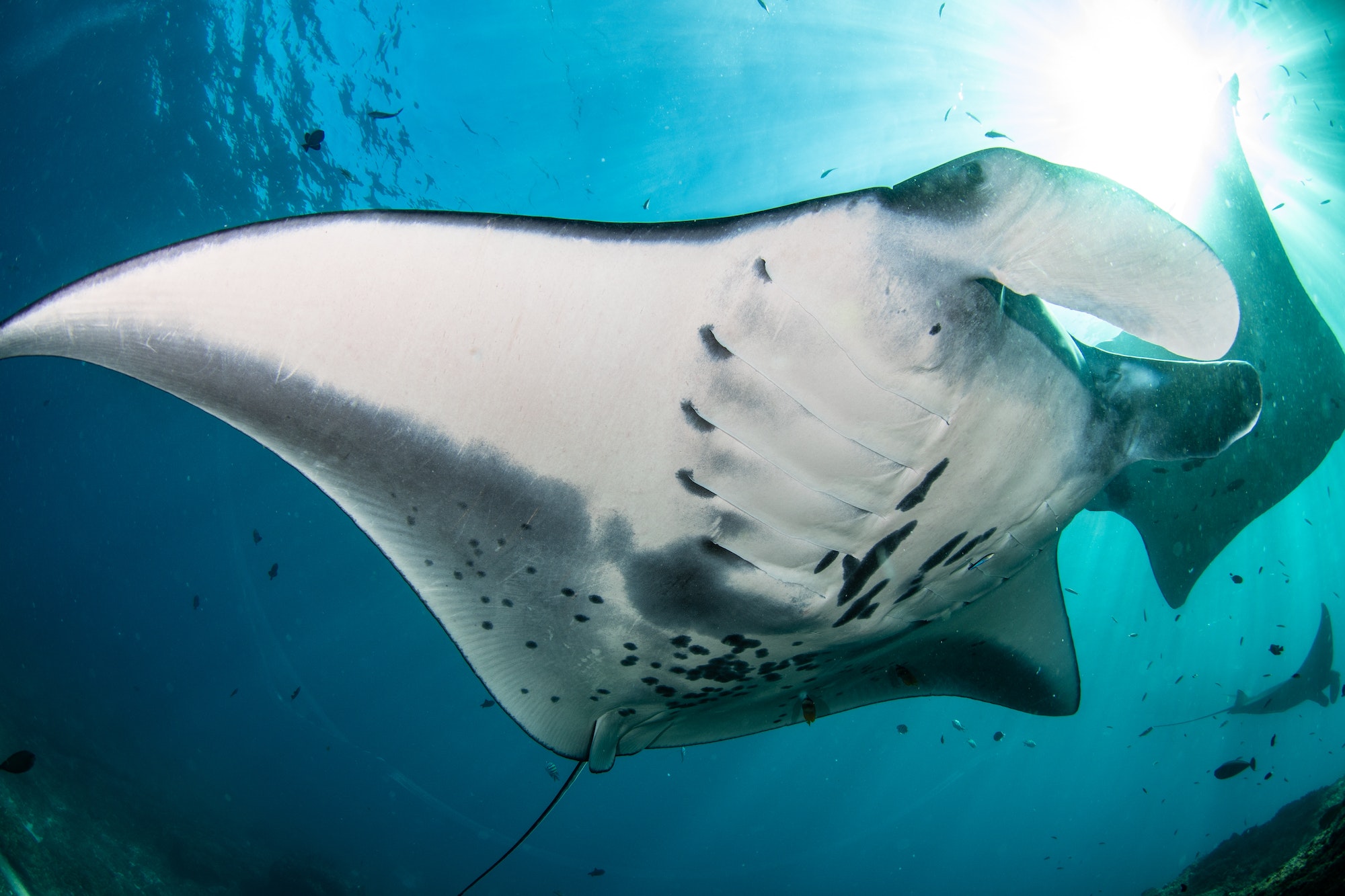 Beautiful shot of a Manta ray fish living underwater in Bali, Indonesia