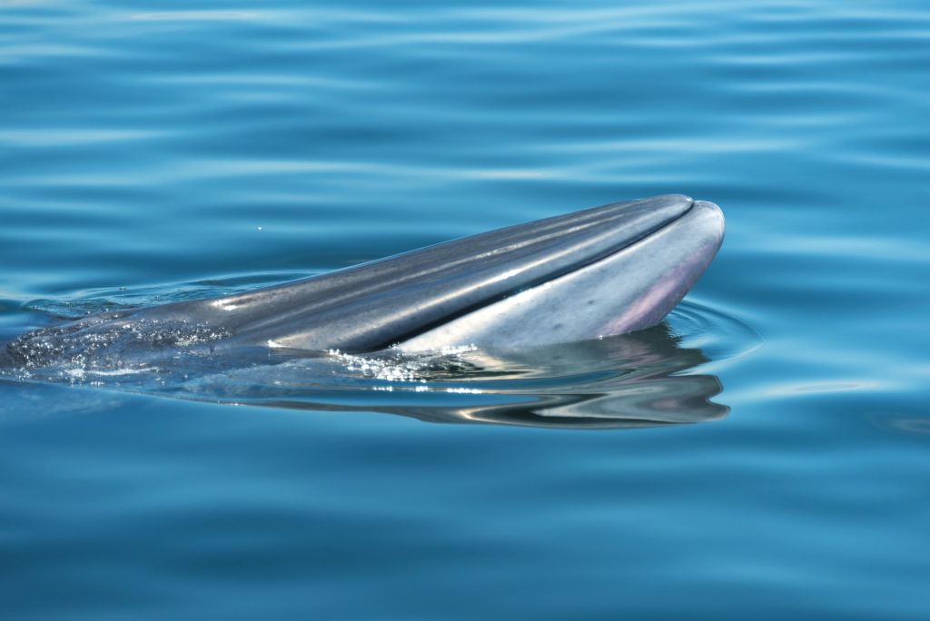 Big Bryde's Whale swim to the water surface to exhale by blowing the water into the air
