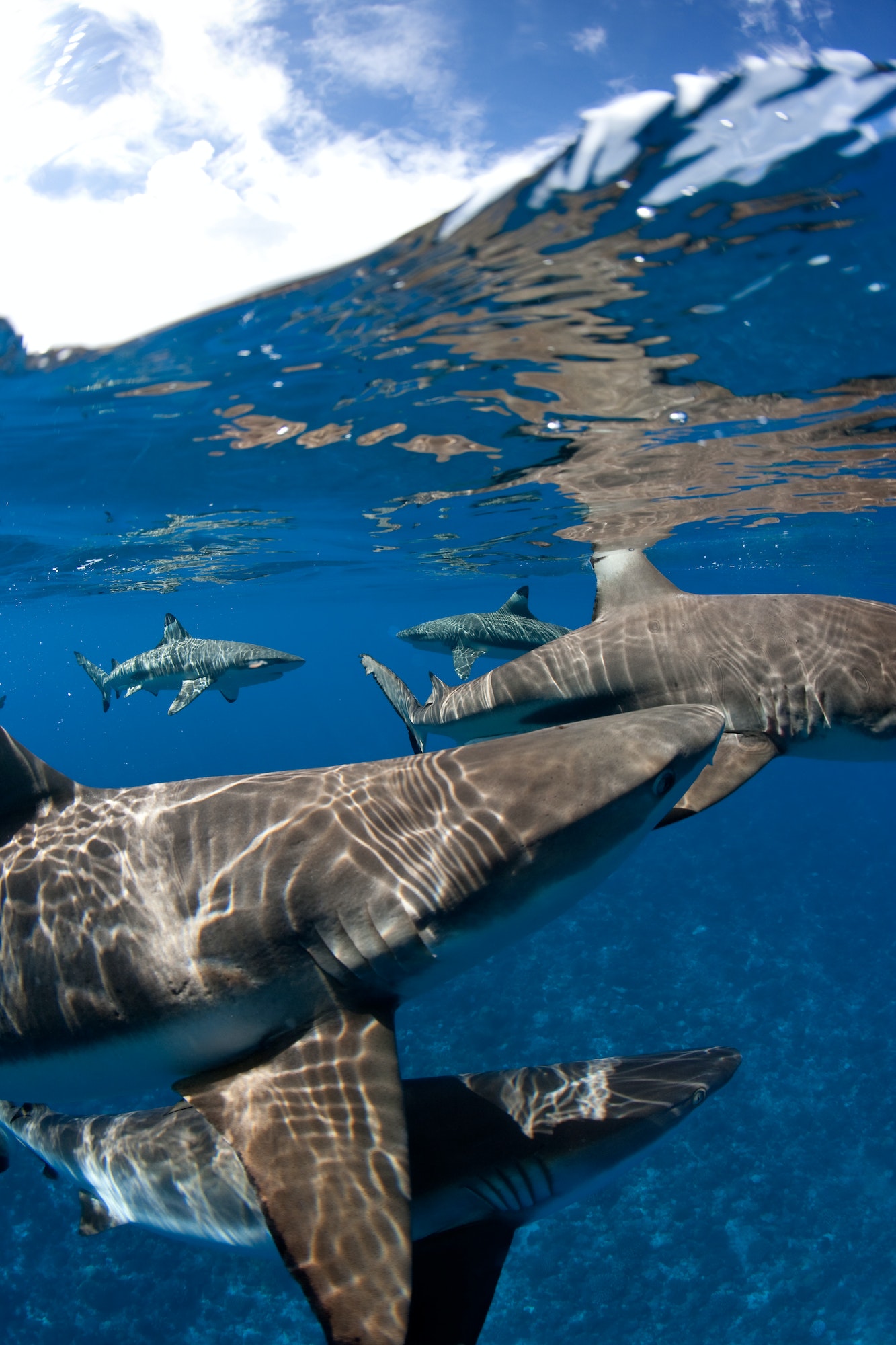 Blacktip reef sharks at surface.
