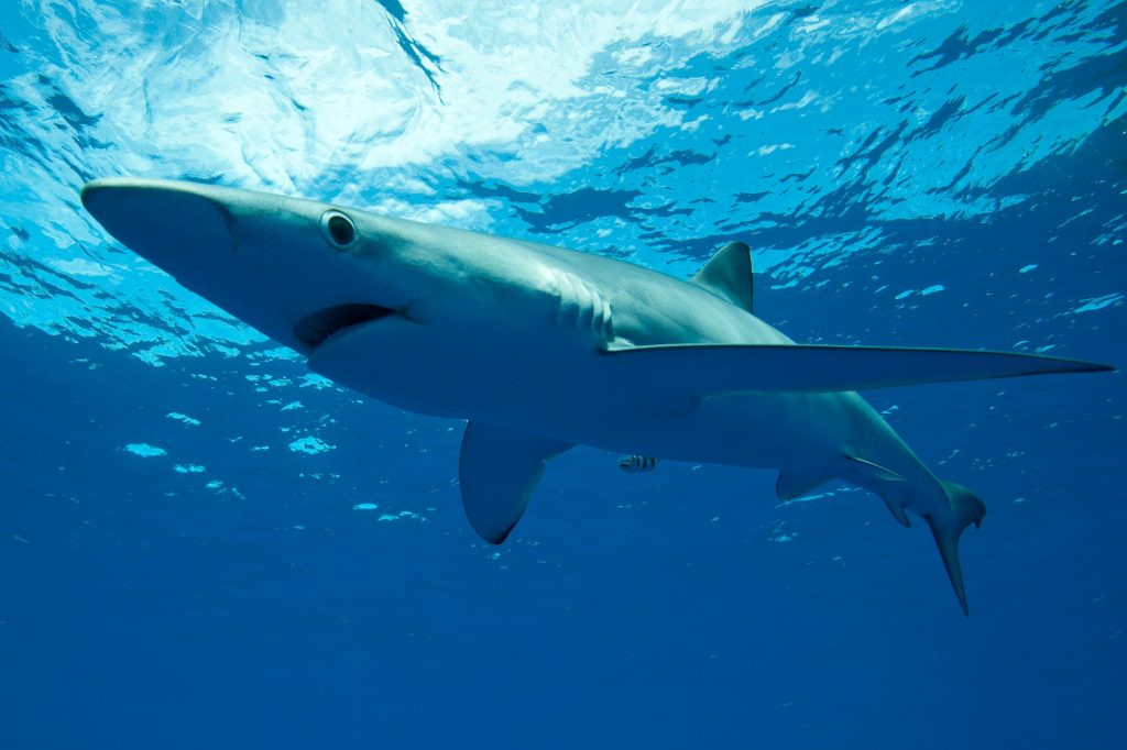 Blue shark swimming underwater