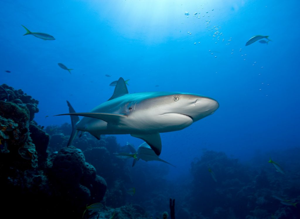 Caribbean reef shark.