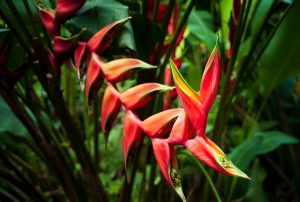 Closeup selective focus shot of Heliconia flowering plant in the middle of the garden