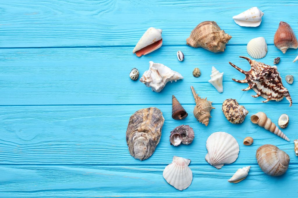 Composition of exotic sea shells