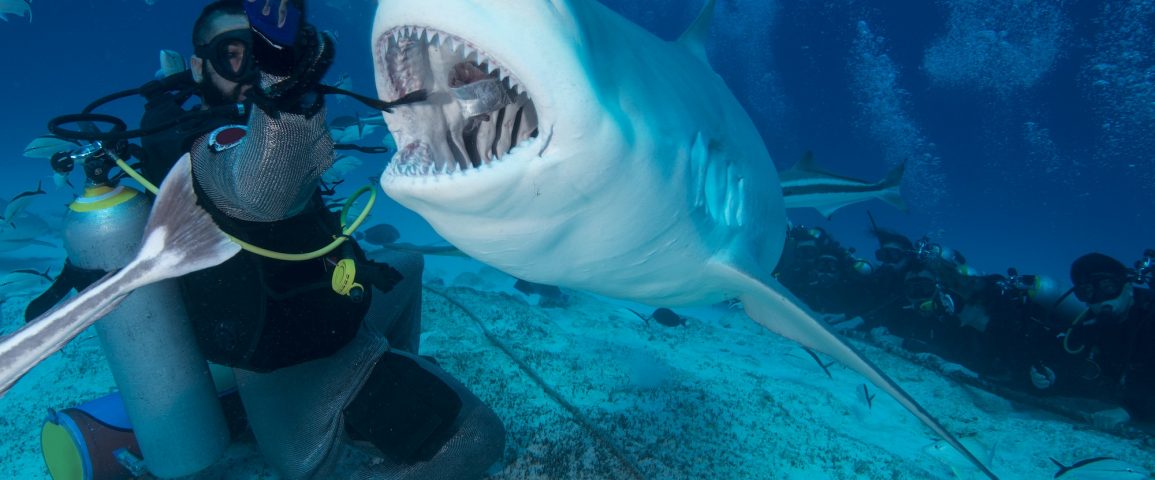 Dive master hand feeding female bull shark, Playa del Carmen, Quintana Roo, Mexico