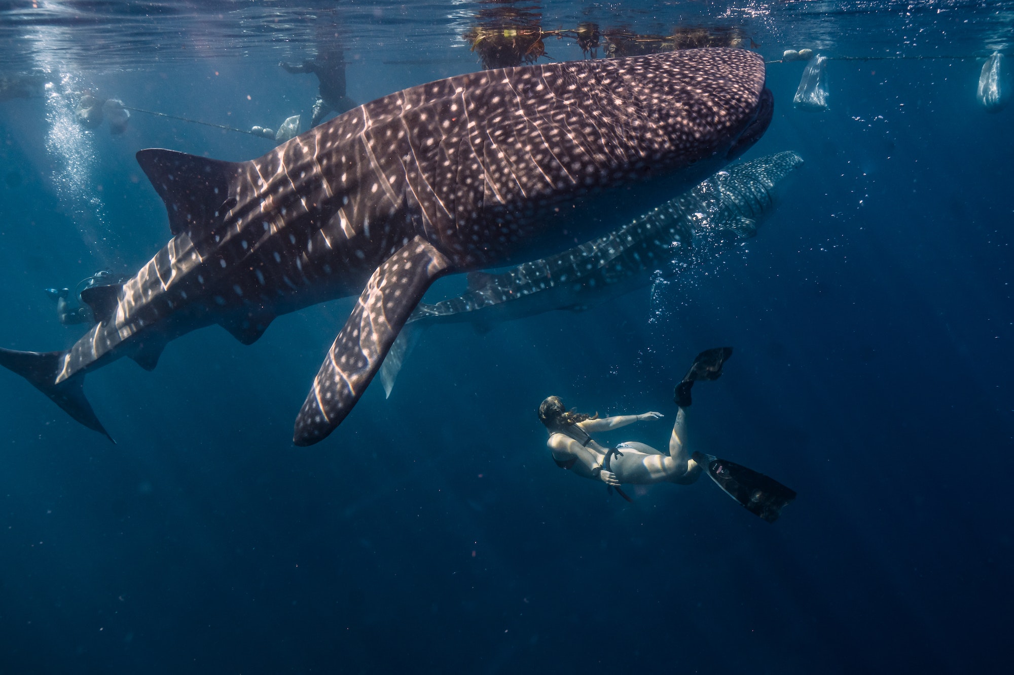 Female diver under the water with whale sharks (Rhincodon typus)
