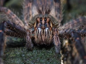 Frontal look of a tarantula
