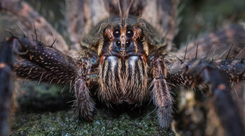 Frontal look of a tarantula