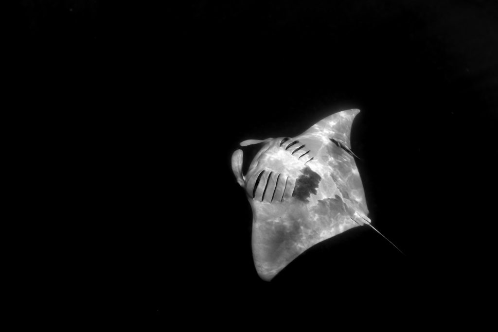 Greyscale shot of a Stingray fish on a black background