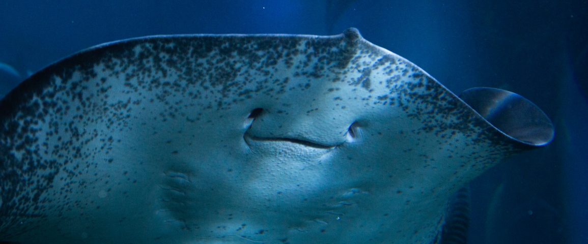 Happy face of a manta ray