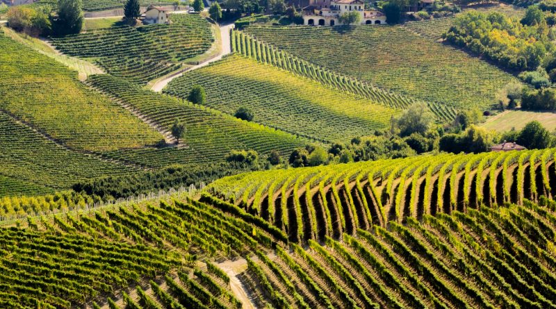 langhe piedmont italy, wineyards on the hills