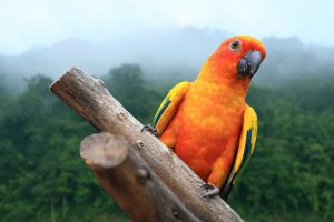 Macaw Parrot on forest background