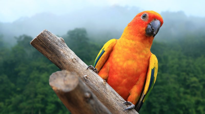 Macaw Parrot on forest background
