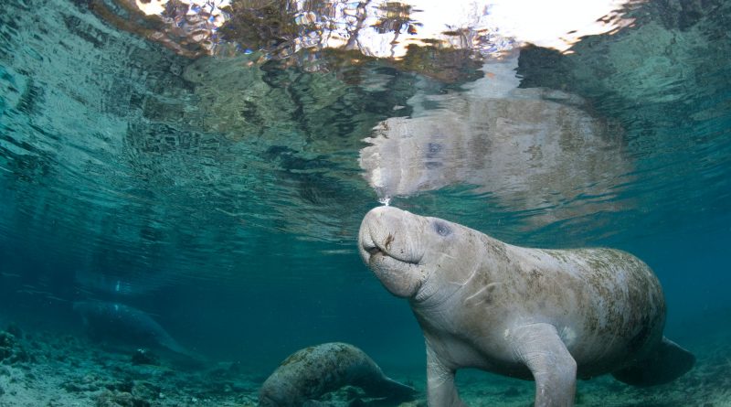 Manatee coming to surface