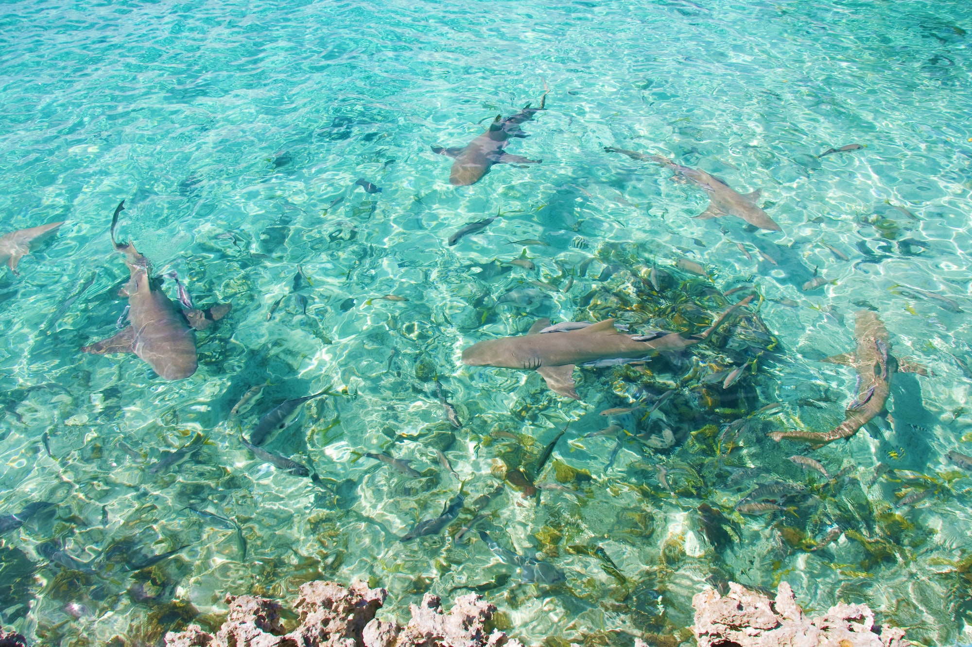 Nurse sharks in Caribbean Sea, Exuma Islands, Bahamas