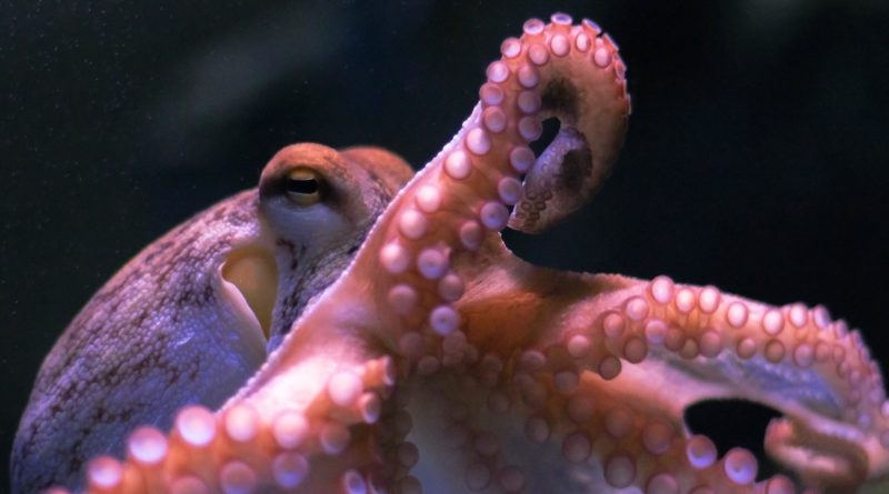 Octopus on dark background. Close up