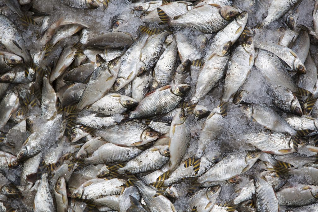 Overfishing fish in ices, Brazil