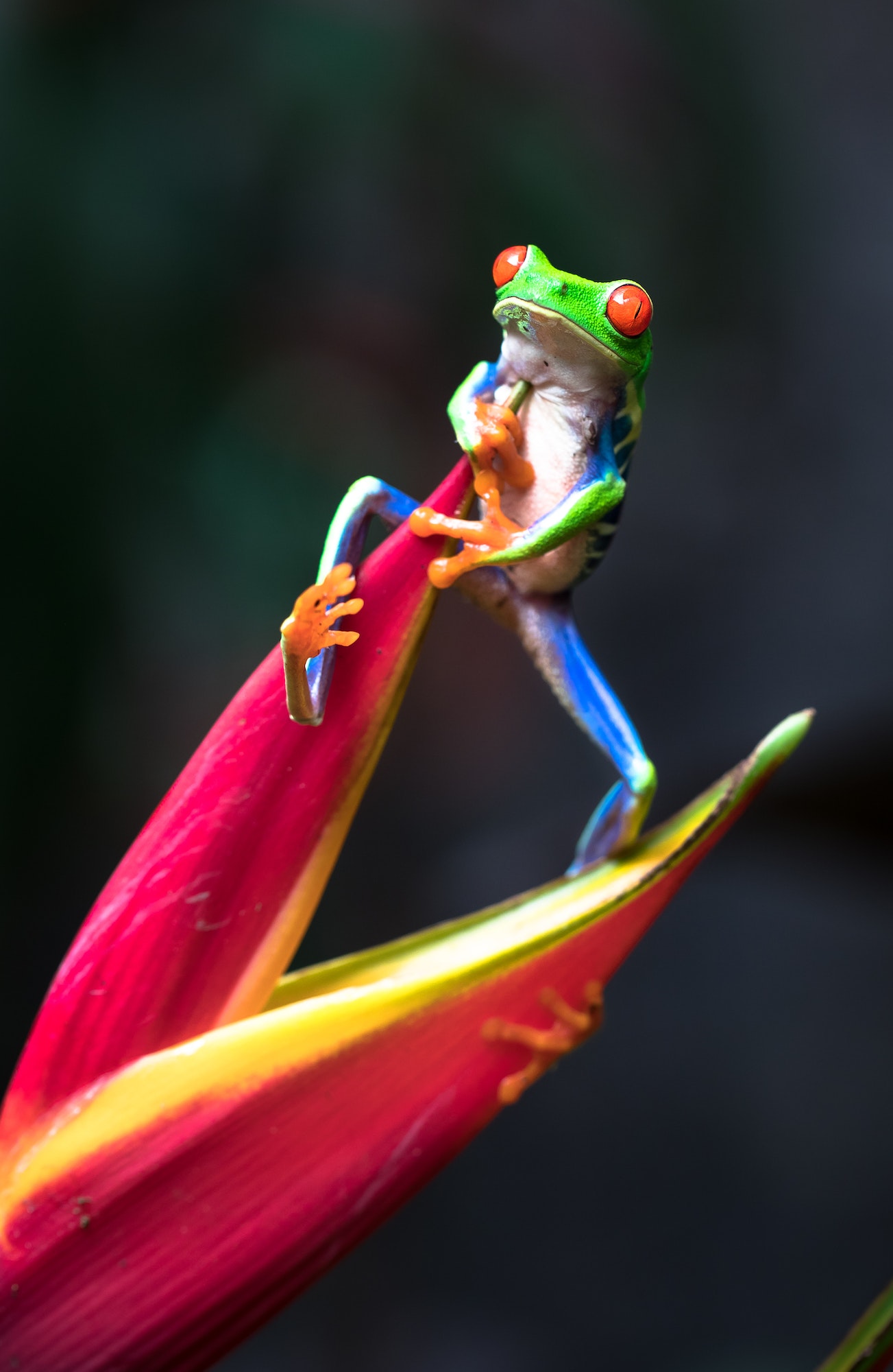 Red-eyed Tree Frog Climbs a Heliconia Flower in Costa Rica