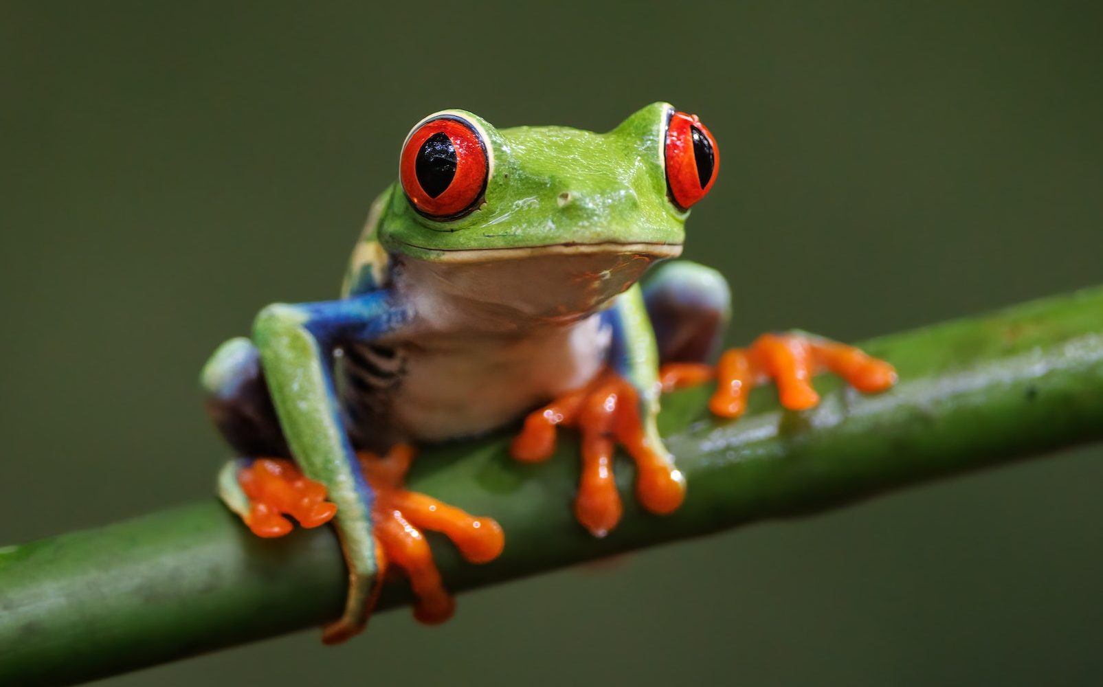 Red-eyed Tree Frog in Costa Rica