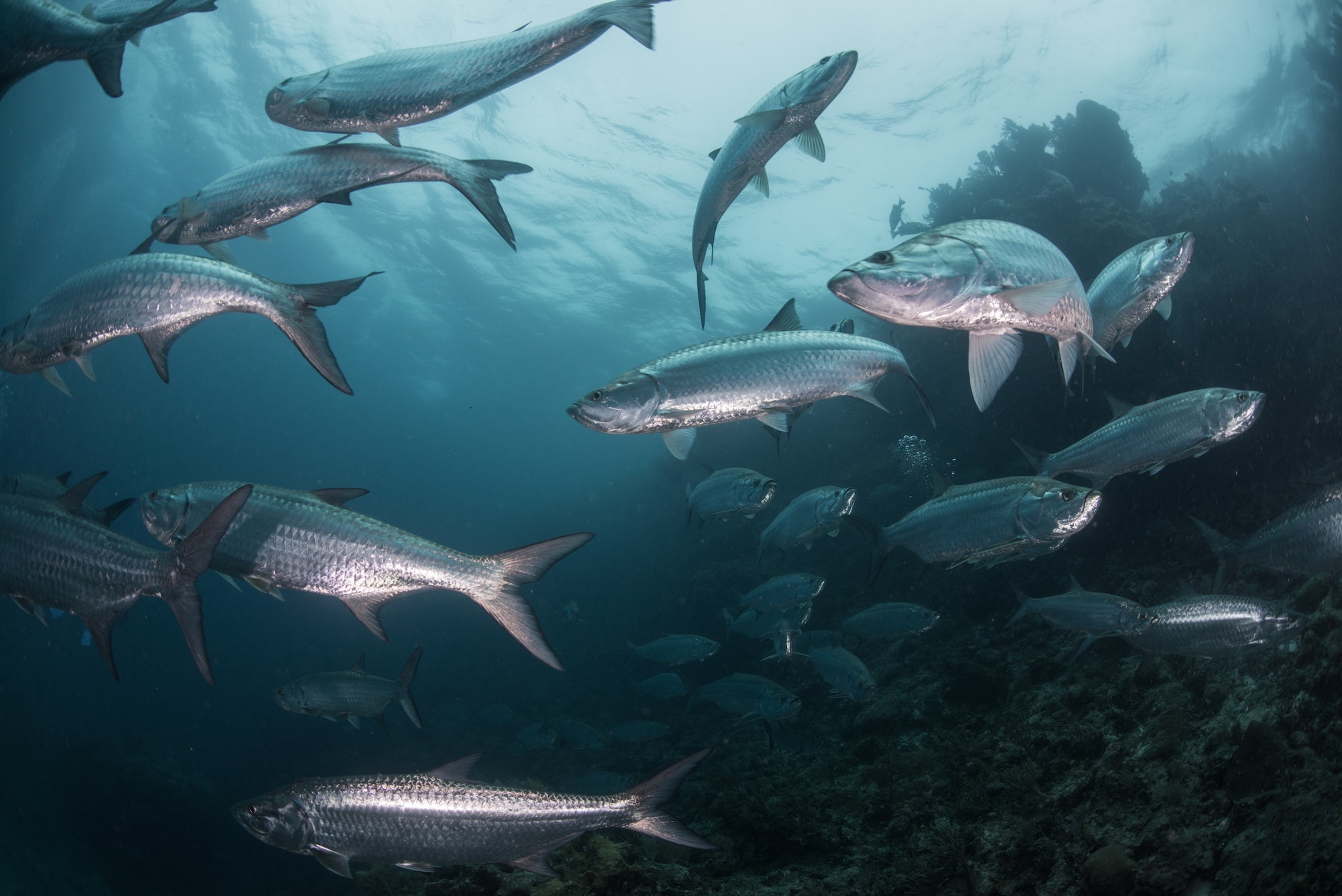 School of tarpon fish at reef, Xcalak, Quintana Roo, Mexico, North America
