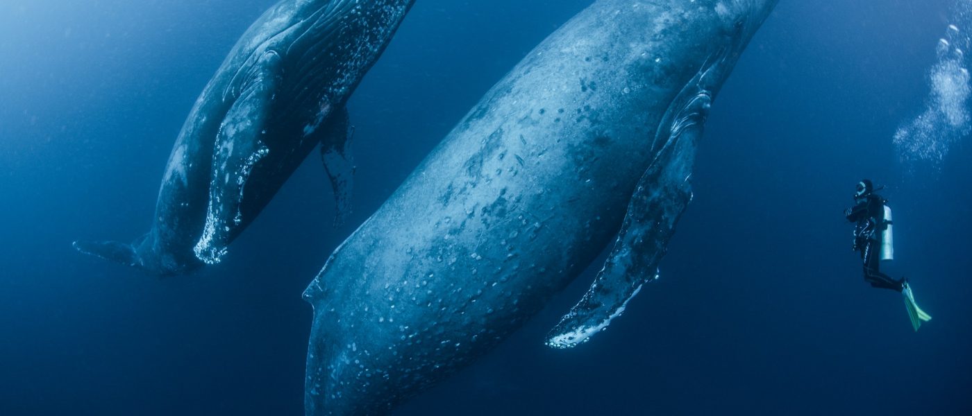 Scuba diver approaches adult female humpback whale