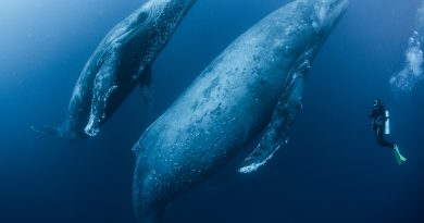 Scuba diver approaches adult female humpback whale