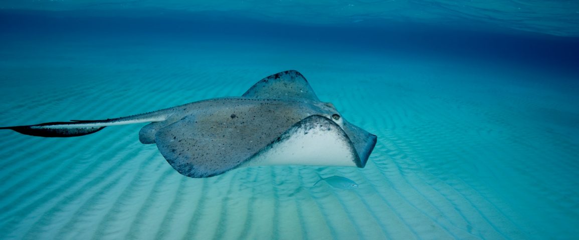 Southern stingray in motion.