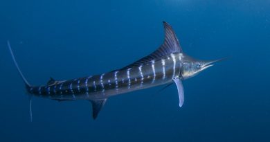 Striped marlin (Kajikia audax) in the south pacific side of Baja California peninsula, Mexico, to