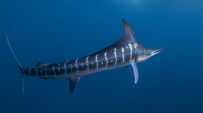 Striped marlin (Kajikia audax) in the south pacific side of Baja California peninsula, Mexico, to