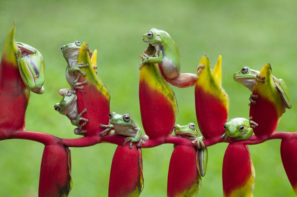 Tree Frogs Flying Frogs on Heliconia