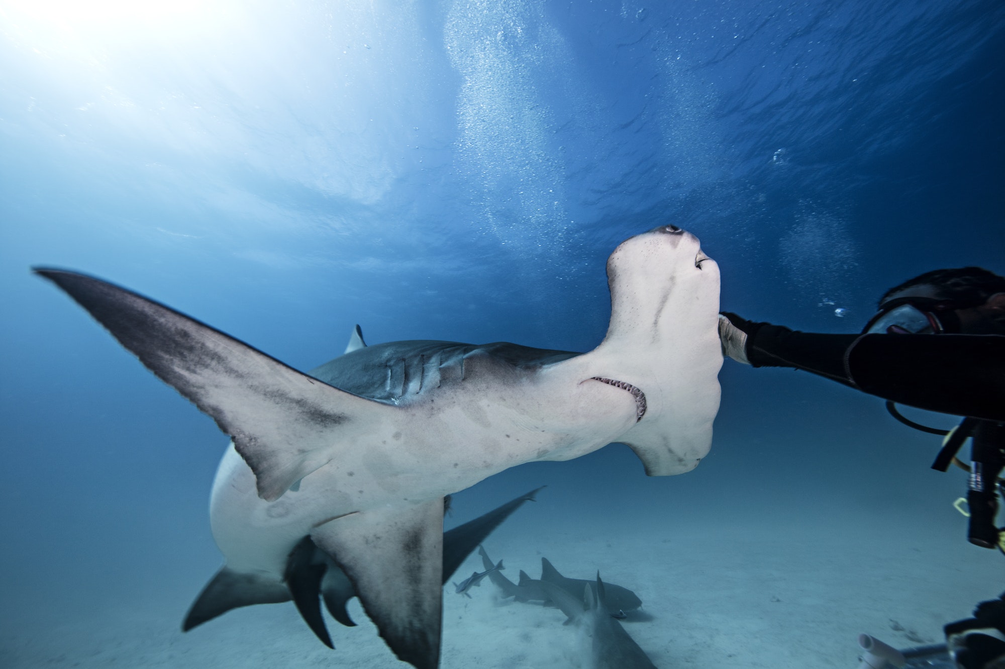 Underwater close up of male diver touching hammerhead shark