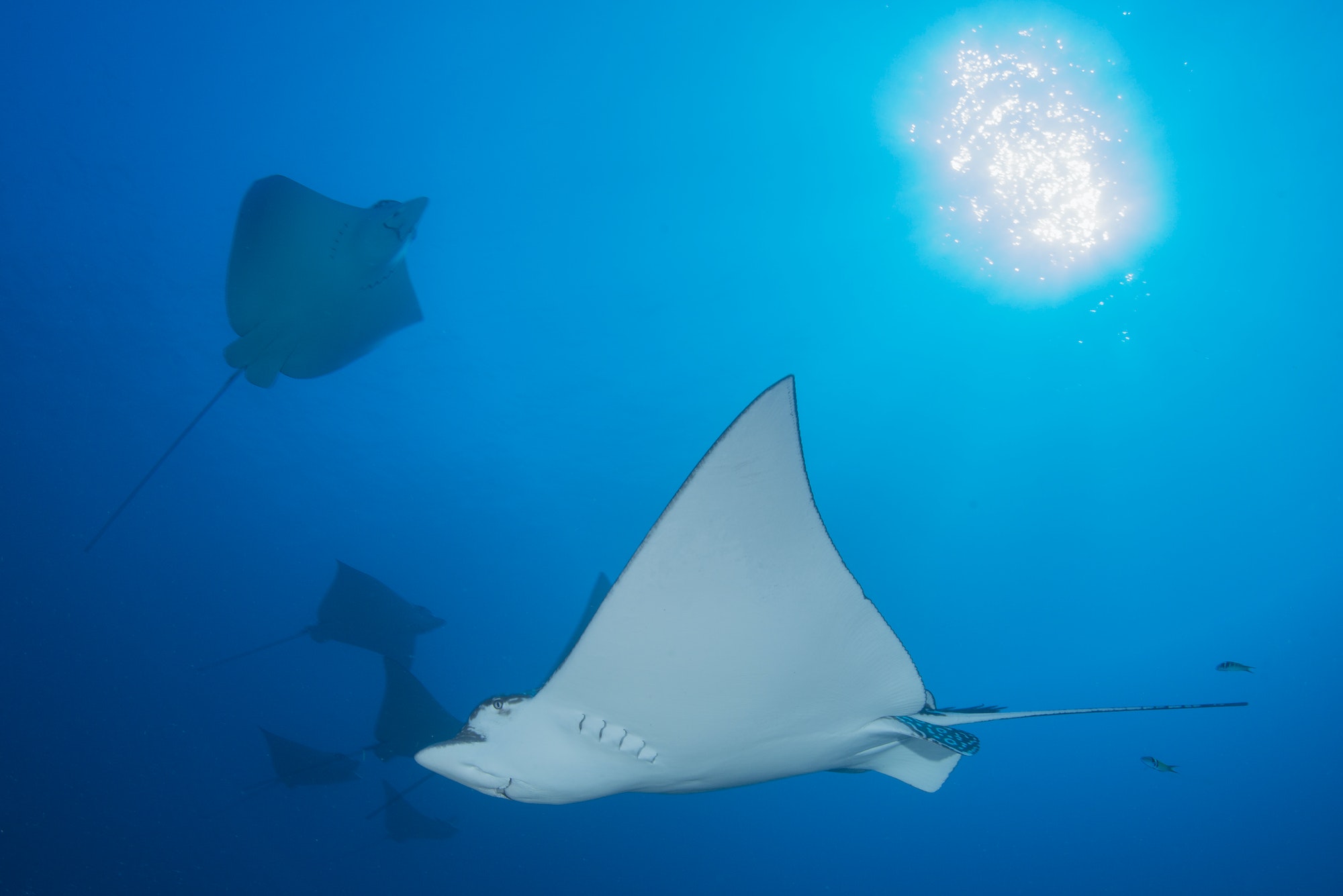 Underwater low angle view of spotted eagle ray (Aetobatus narinari), Cancun, Mexico