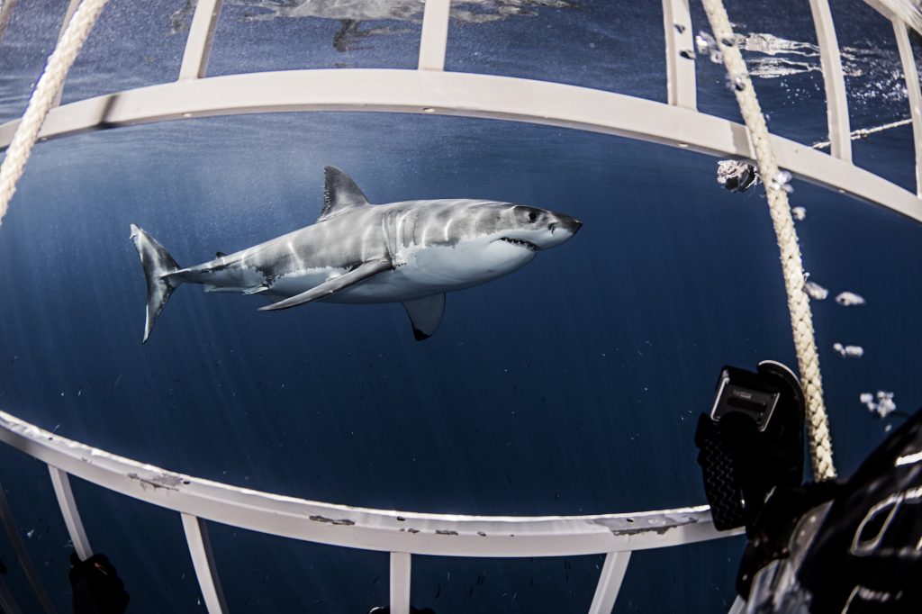 Underwater side view of great white shark from shark cage