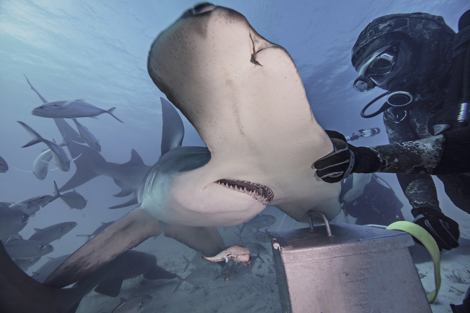 Underwater view of diver with hand on hammerhead shark