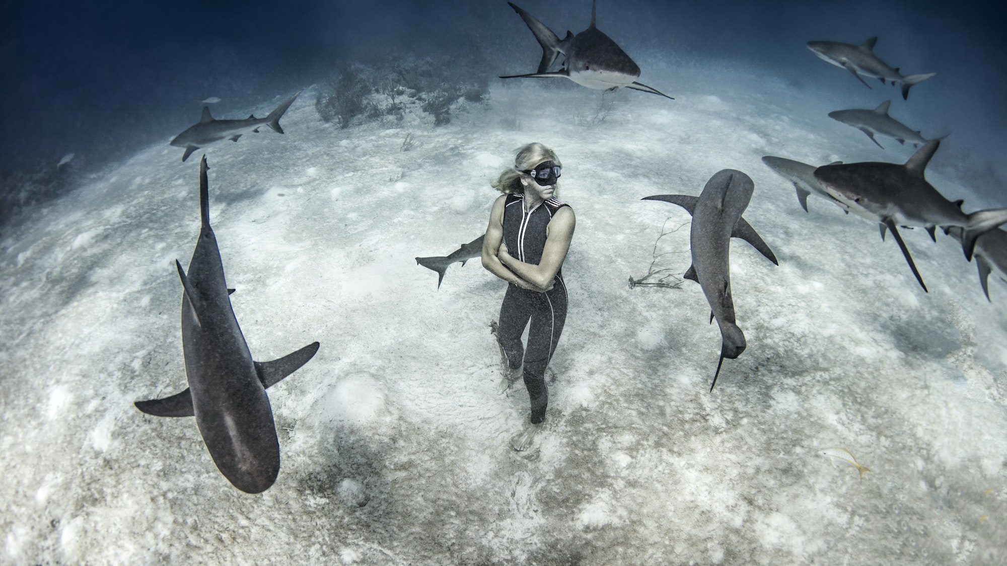 Underwater view of female free diver standing on seabed surrounded by reef sharks, Bahamas