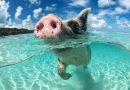 Wild, swiming pig on Big Majors Cay in The Bahamas