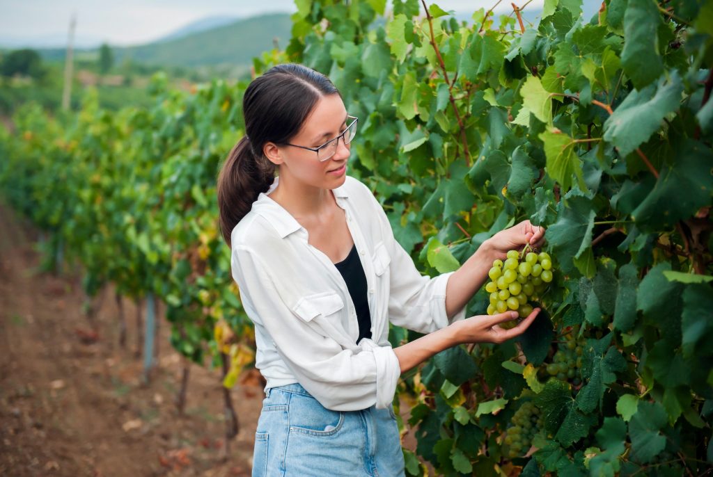 A girl with glasses on the background of a vineyard checks the quality of grapes. Winemaker