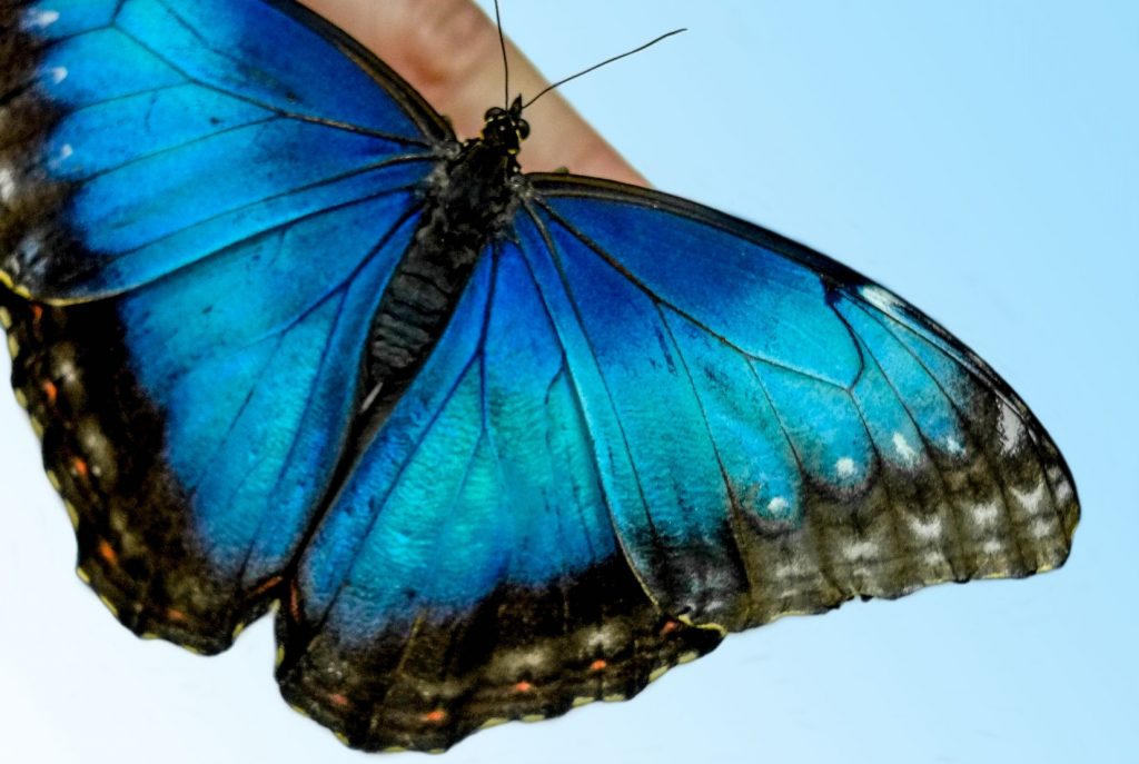 Butterfly Blue Morpho on a palm