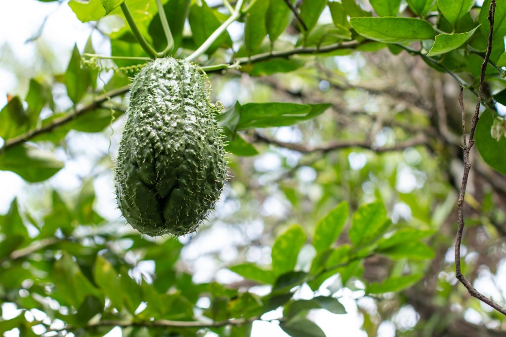 Close-up of a ripe chayote ready to be harvested. Green fruit hanging from the tree.