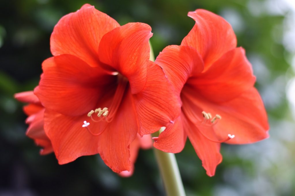 Close up of amaryllis flower