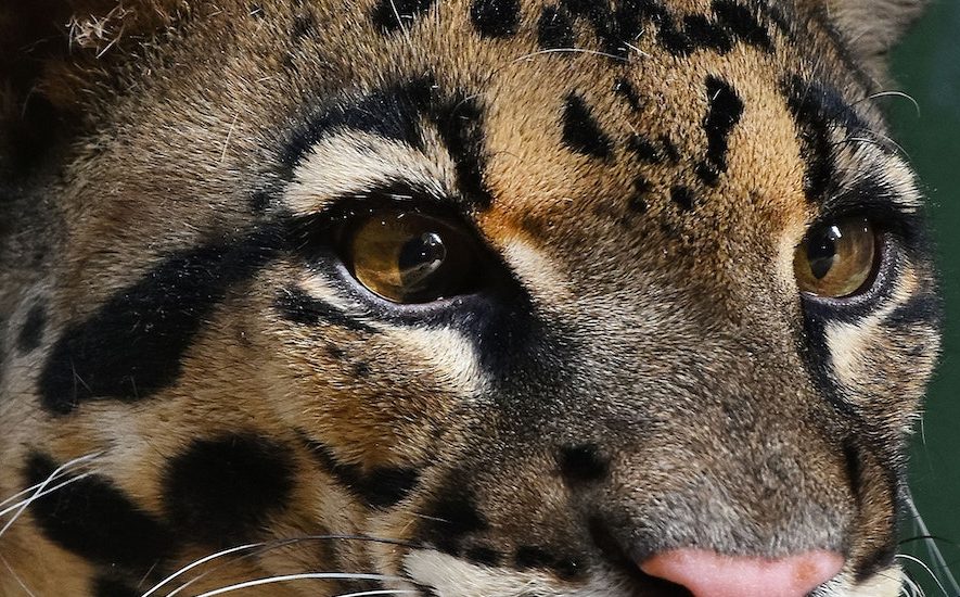 Close up portrait of clouded leopard