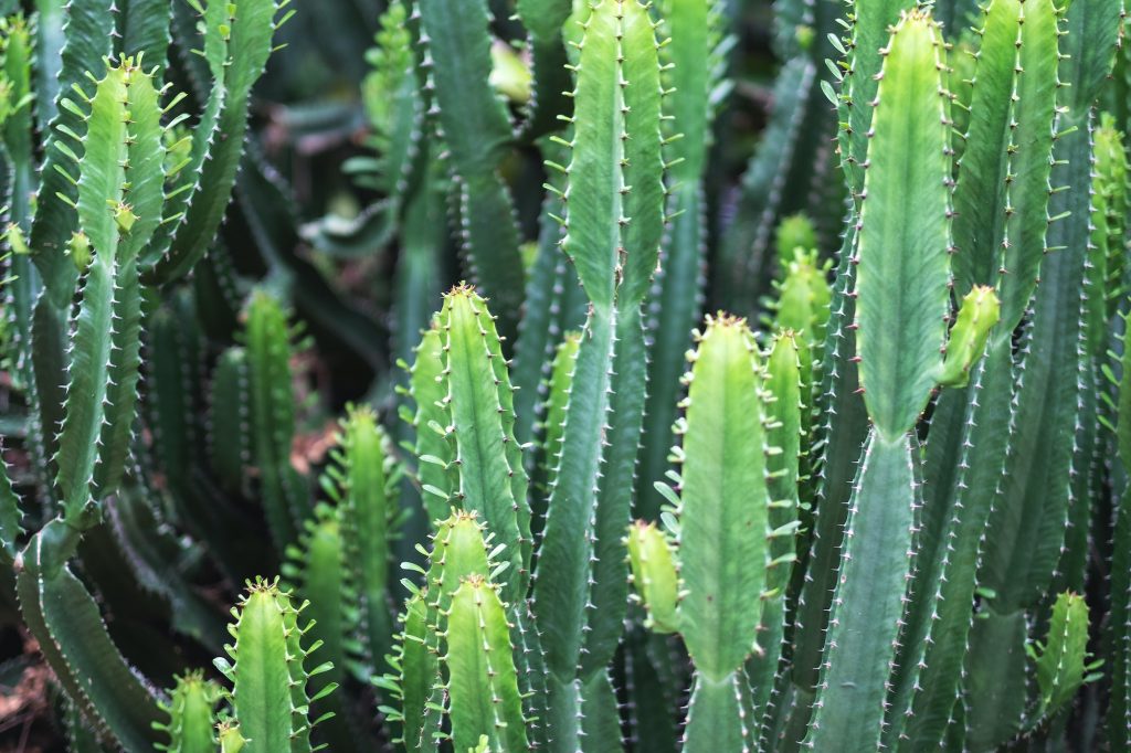 Closeup image of euphorbia ingens cactus trees