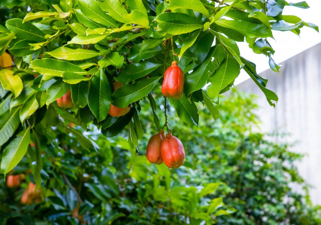 Closeup shot of ackee fruit growing on a tree
