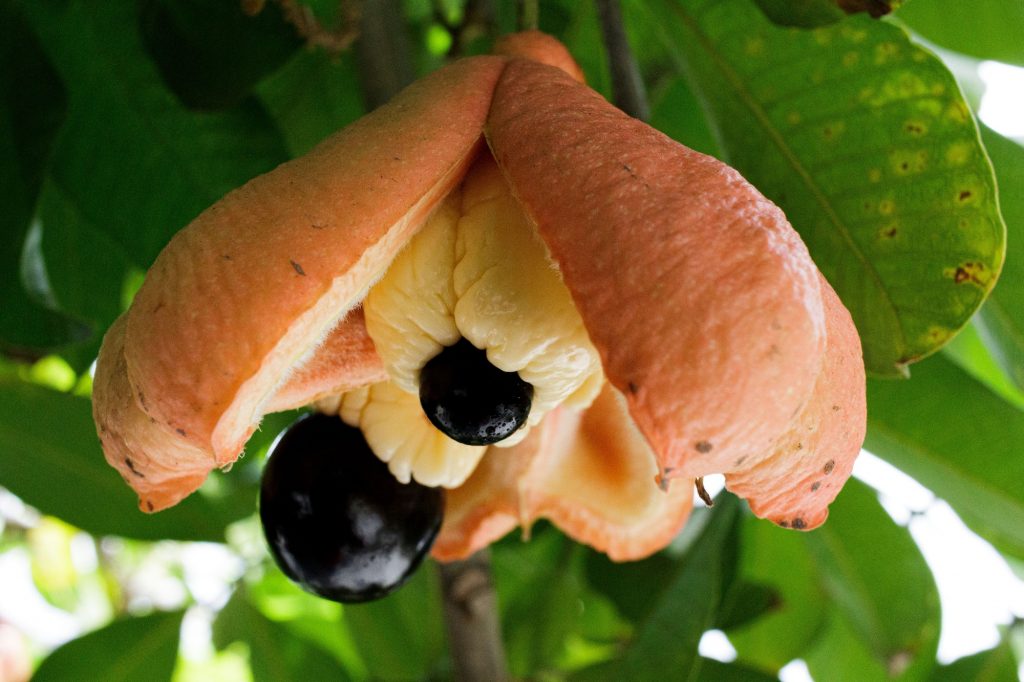 Closeup shot of an open red Ackee fruit on a tree