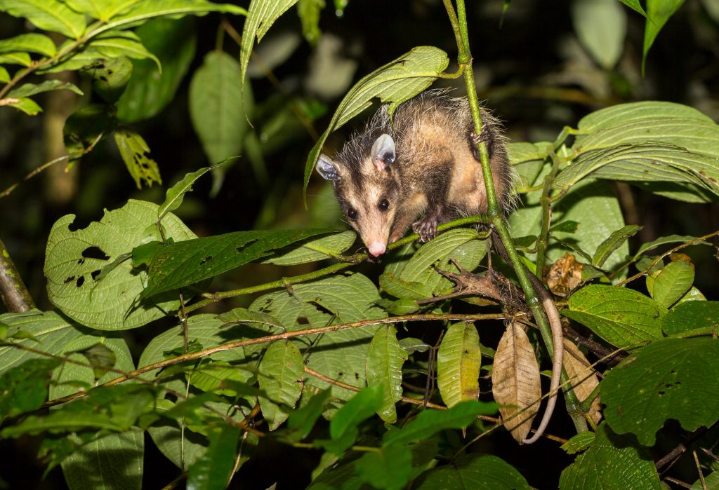 Common opossum, Didelphus marsupialis, Selva Verde Lodge, Costa Rica