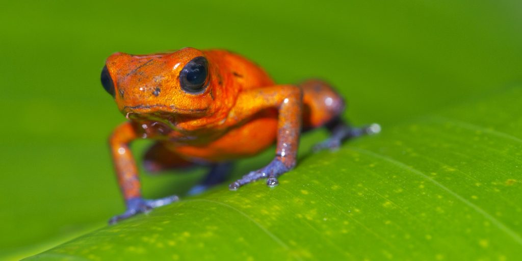 Dart Poison Frog, Tropical Rainforest, Costa Rica